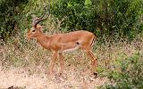 TANZANIA - Lake Manyara National Park - 22